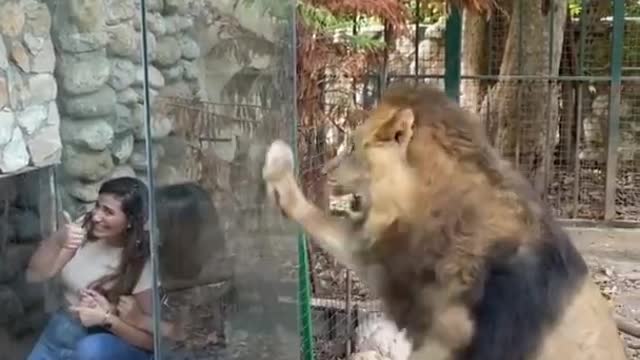 Jumping into lions Cage