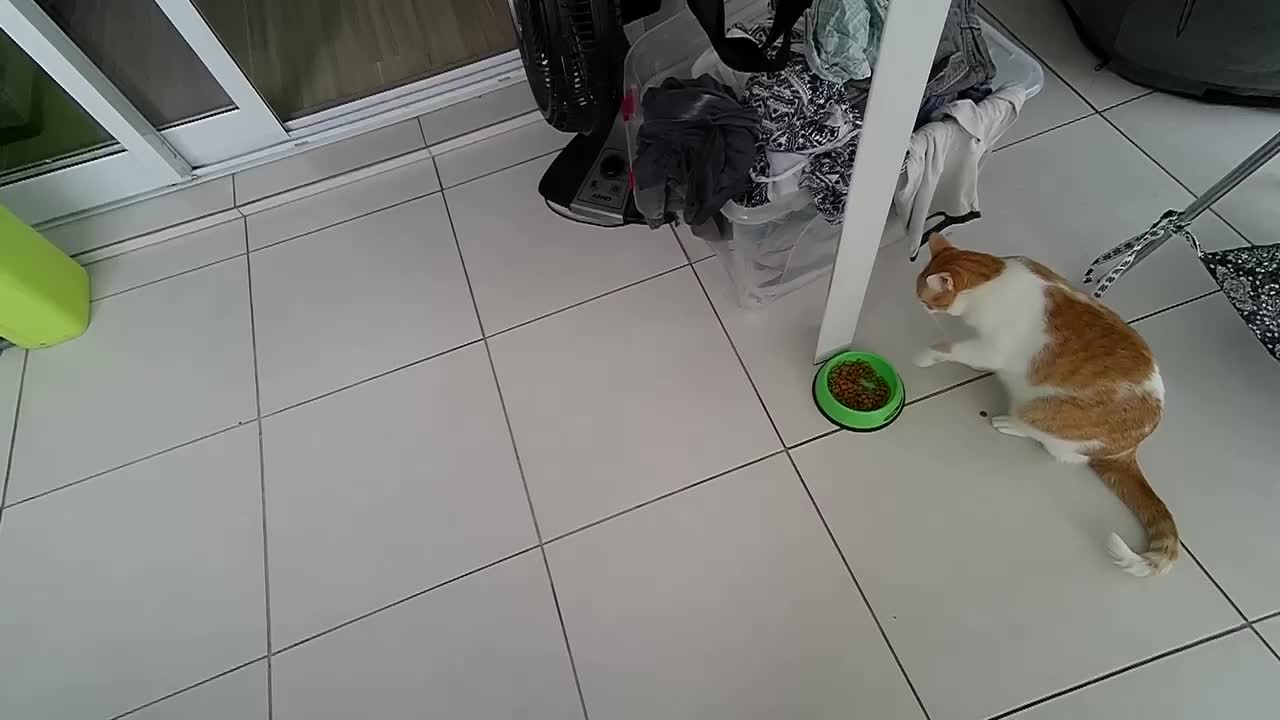 My kitten prefers to eat one by one out of the pot.. (very funny)