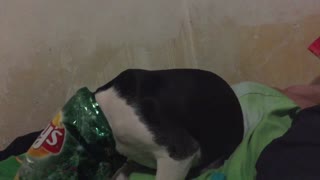 Amstaff puppy just madly in love