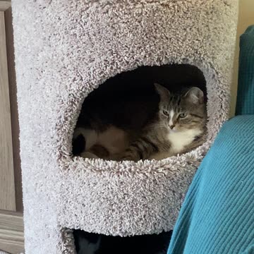 This tree is growing a beautiful trio of cats