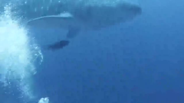 It's amazing how whales can swim so close to us!