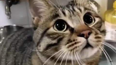 Baby Cat And Funny Cate