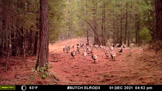 Thirty Wild Turkeys