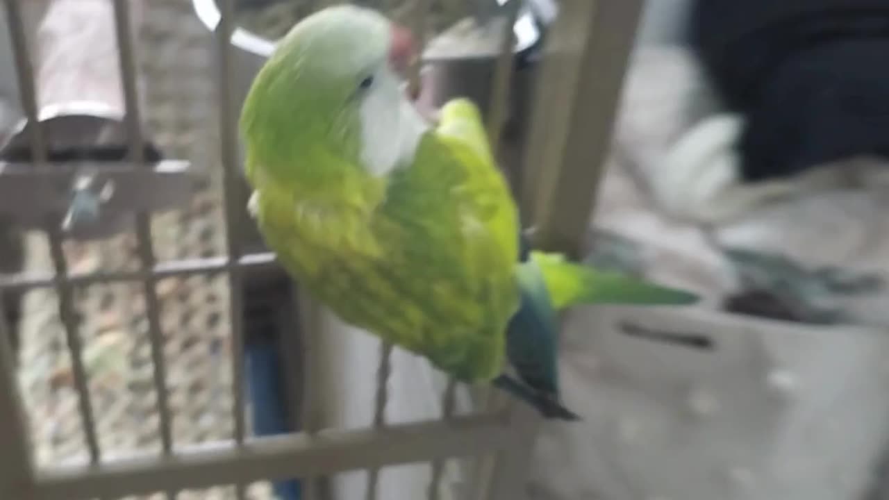 Mordechai Quaker Parrot