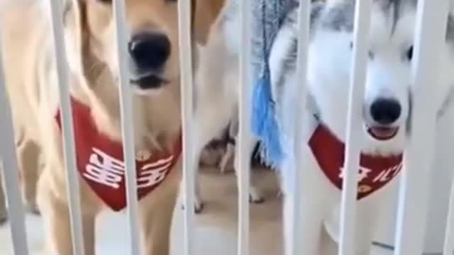 HILARIOUS DOGS TRY NOT TO LAUGH