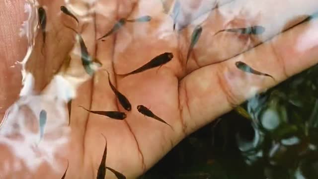 fish