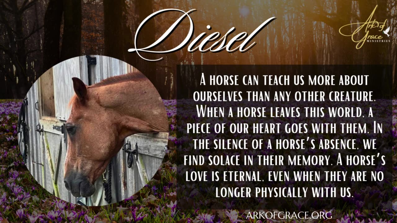 In Memory of Diesel