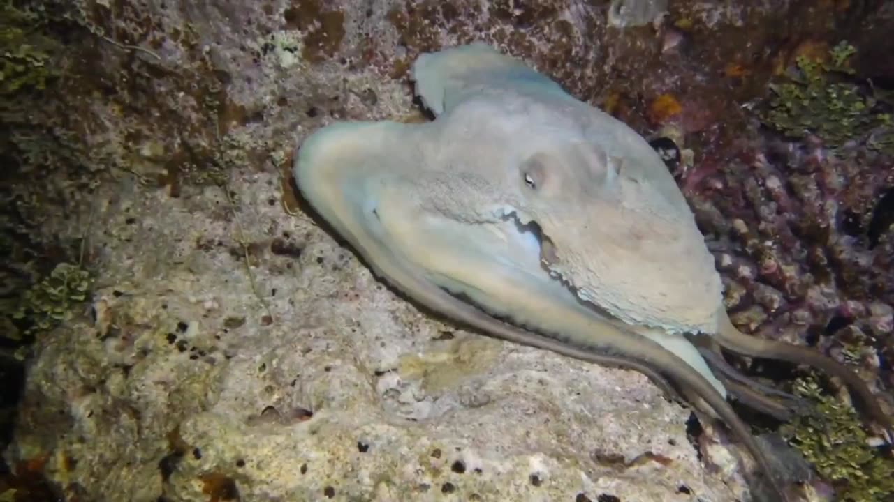 Octopus in under the seabed