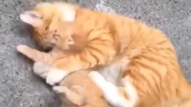 ◄cute cats funny cat amazing cats. for more videos