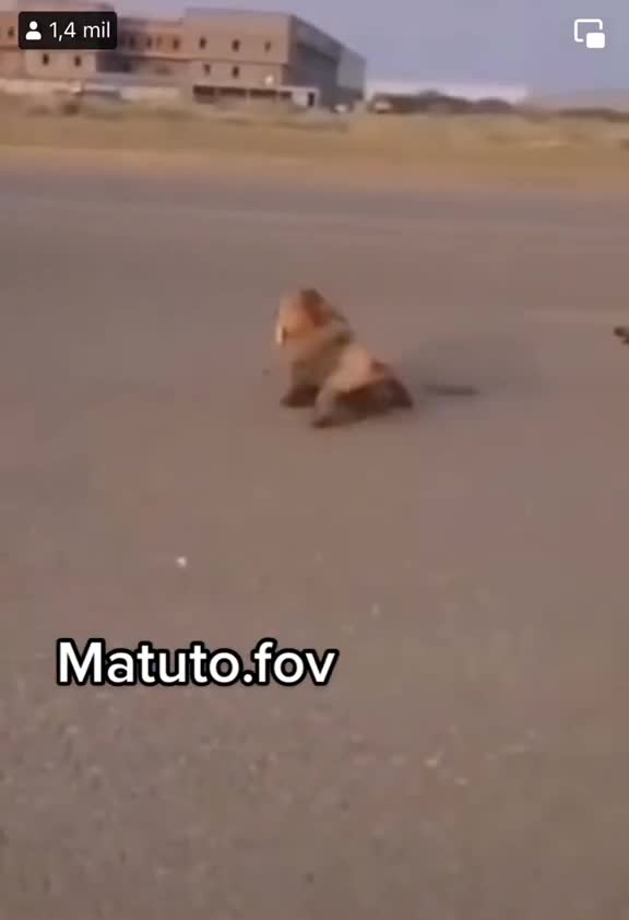 messed with one messed with everyone...now the thing is going to get serious 😂😂🤣🤣🤣😂😂😂(caramel gang)