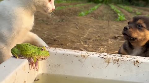 Cat punish dog||funny clips cats and dogs||funny animals