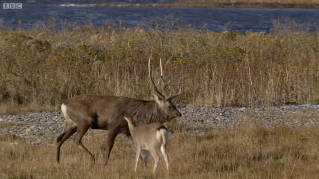 Deer Battle For Dominance | Wild Japan | BBC Earth