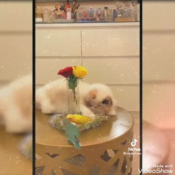 Cute cat playing with birds