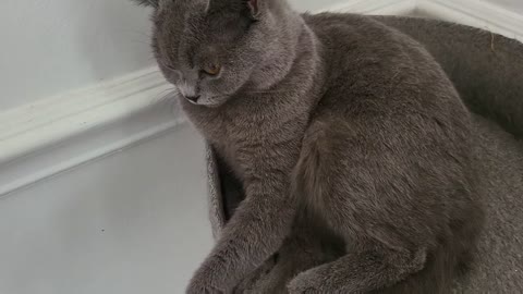 Happy Cat Purring, British Blue Shorthair Purring very loudly