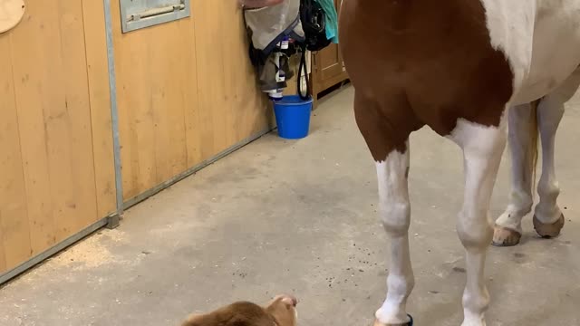 Dog and Horse Have a Hug