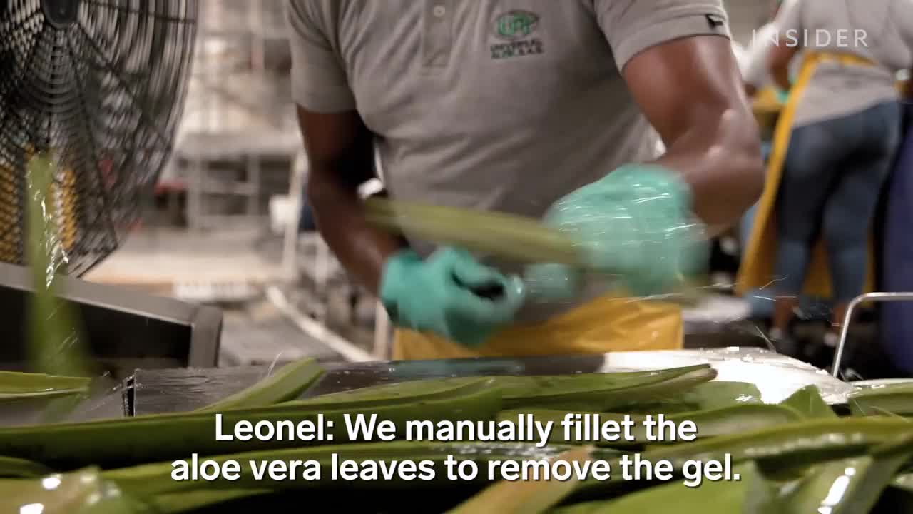 How 1.5 Million Aloe Vera Leaves Are Harvested A Week