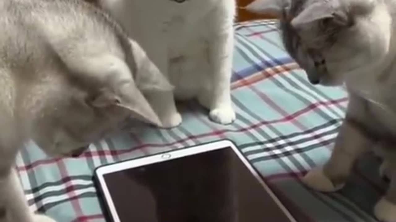 Cats playing mobile game