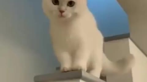 Funny cat