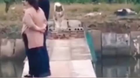 Funny Moments of animals