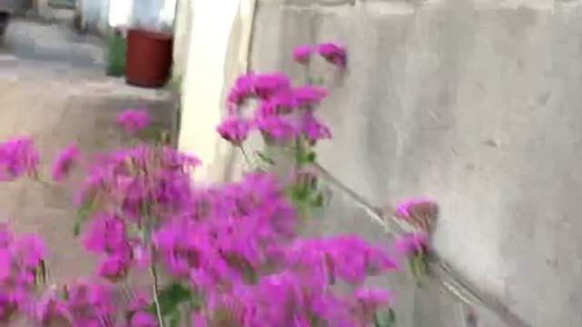 View of a bee passing by a flower garden