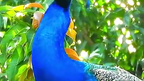 Pikok voice