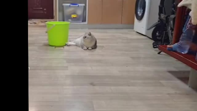 Cat Trickshot