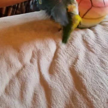 Really cool!! Bird doing tricks with a ball.