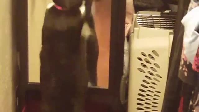 Collab copyright protection - tuxedo cat playing with reflection