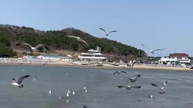 korea sea