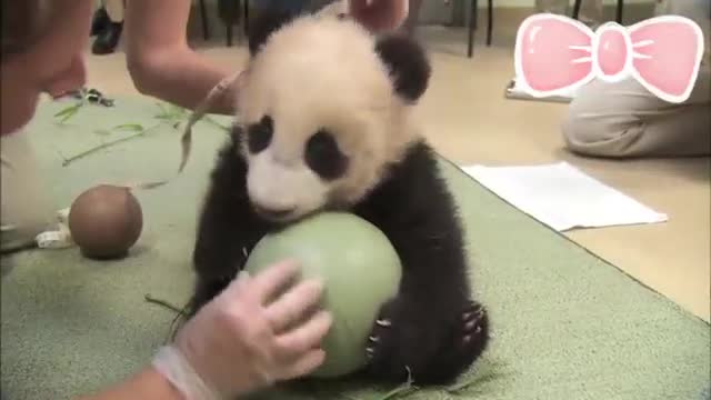 Super cute panda