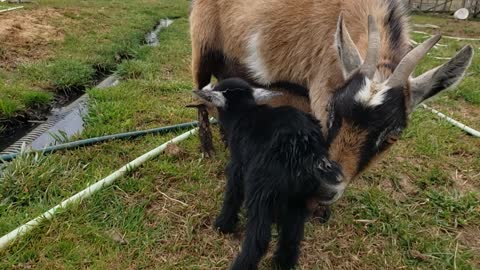 Newborn Nigerian Dwarf Kids/Baby Goats