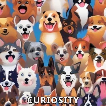 Dogs' Reactions to Squeaky Toys