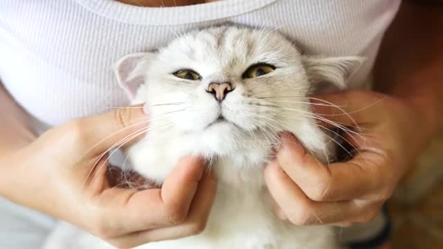 Cat face massage