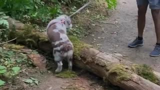 Aussie puppy finds the right motivation to conquer obstacle