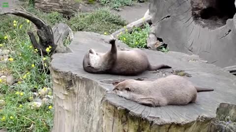 Kid video cute kids otters lovely otters