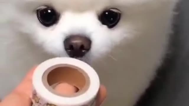A DOG LOVE