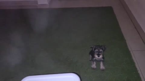 How to potty train a puppy in weeks