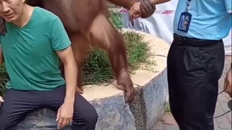 Orangutans are friendly with humans