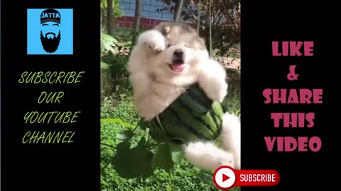 Cute And Funny Pets Video Compilations