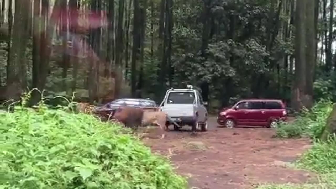 car get hit by lions