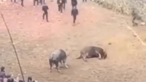 Bull Vs Bull KO