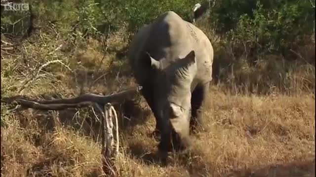 Encounters with Rhinos Part 1 | BBC Earth