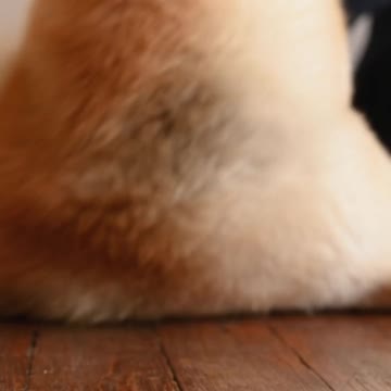 🤣Funny Dog Videos 2022🤣 🐶 It's time to LAUGH with Dog's life