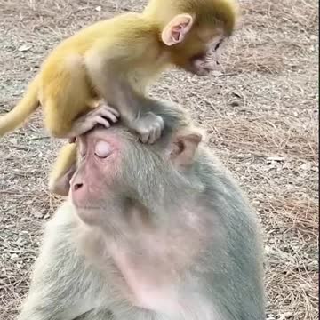 Funny monkey playing