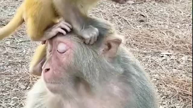 Funny monkey playing