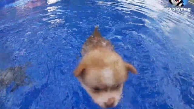 3 weeks old pubs learning to swim