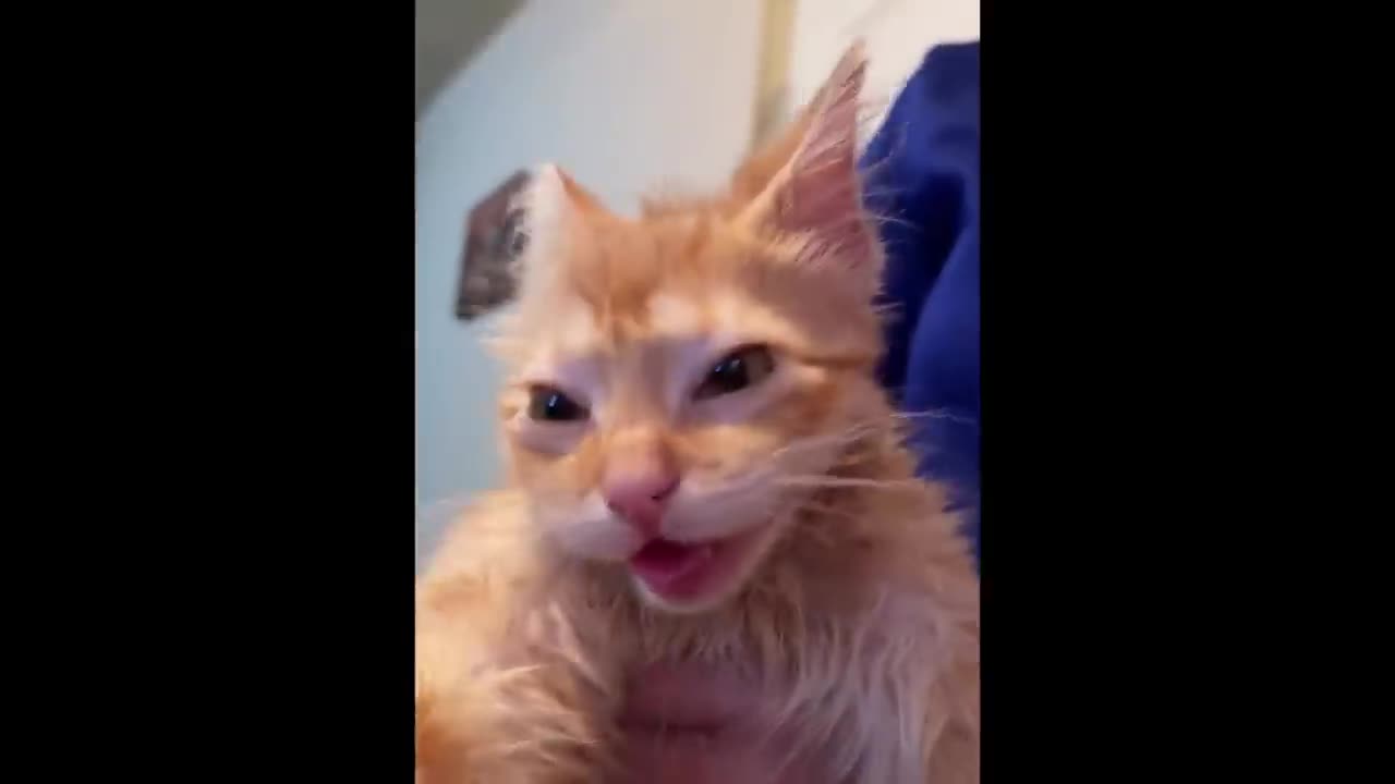 FUNNY CATS MEMES COMPILATION #2