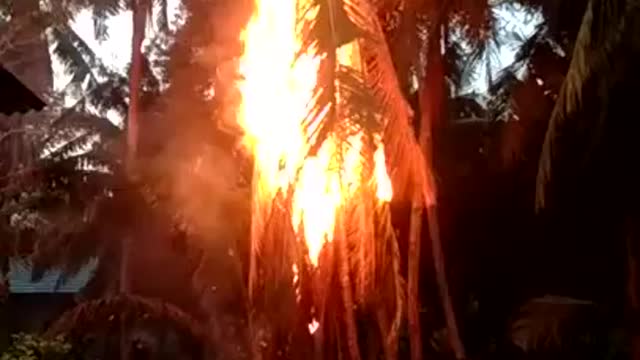 Burning Coconut Tree