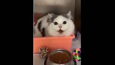 the funniest and most cute pet videos