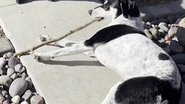 Banjo and Kazooie trying to play with the same stick